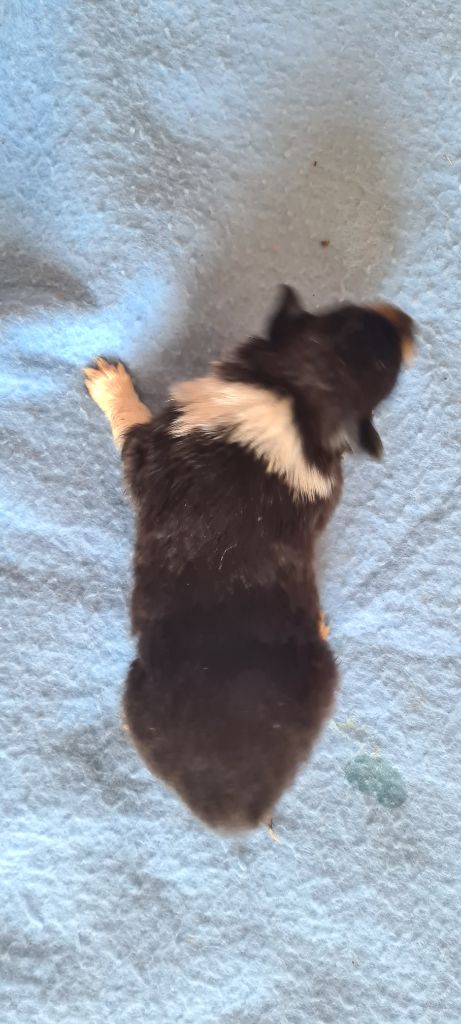Des Amours De Lyly - Chiots disponibles - Colley à poil long