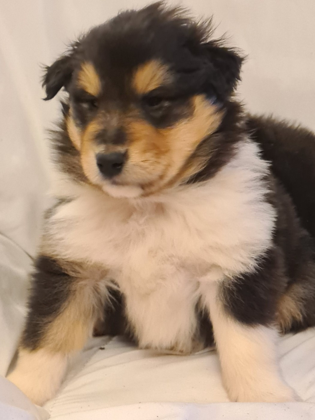 Des Amours De Lyly - Chiots disponibles - Colley à poil long