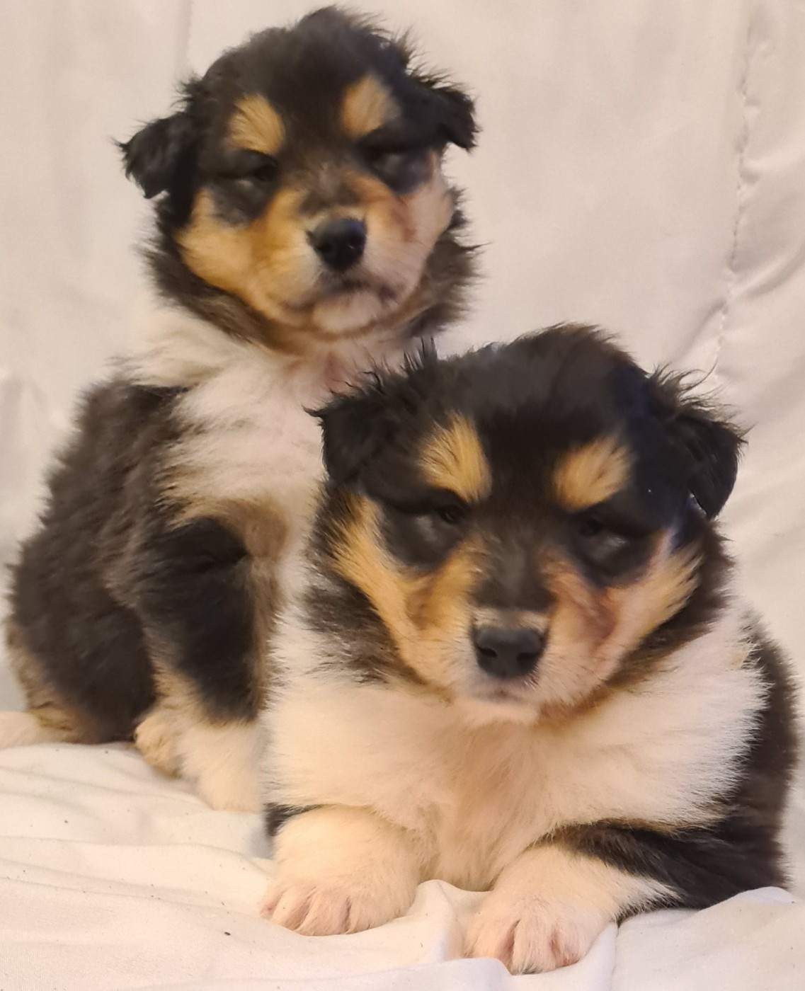 Des Amours De Lyly - Chiots disponibles - Colley à poil long