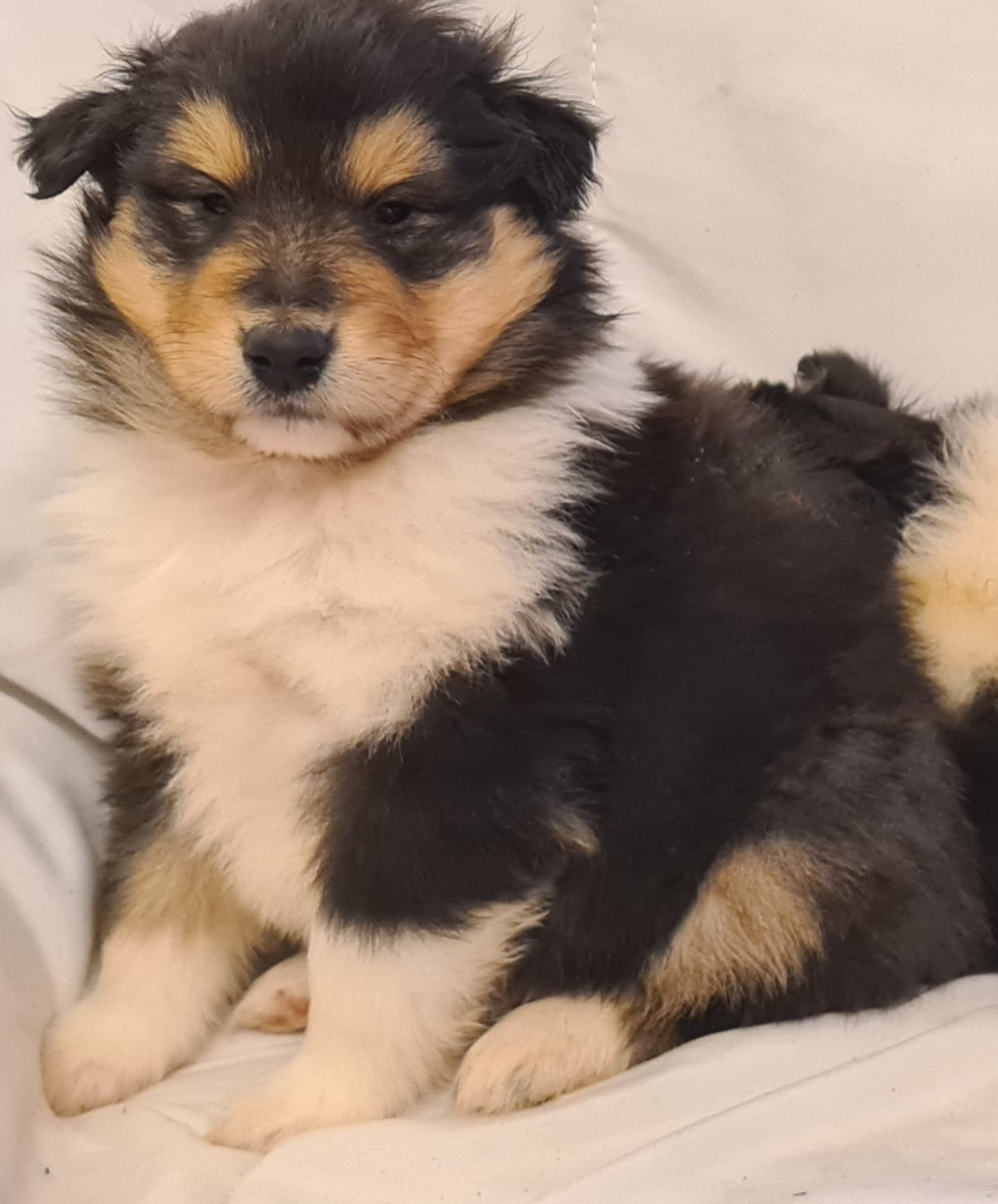 Des Amours De Lyly - Chiots disponibles - Colley à poil long