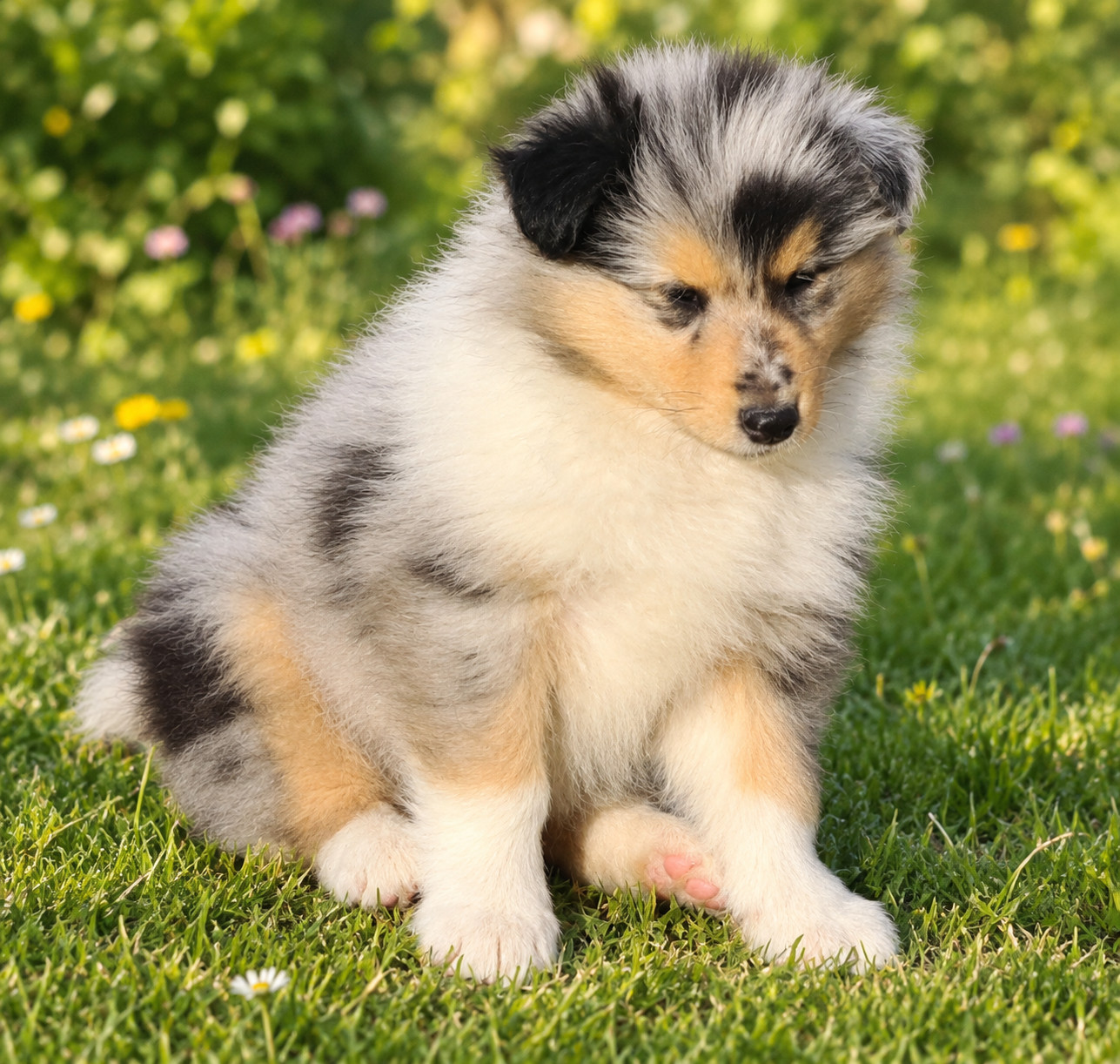 Des Amours De Lyly - Chiots disponibles - Colley à poil long