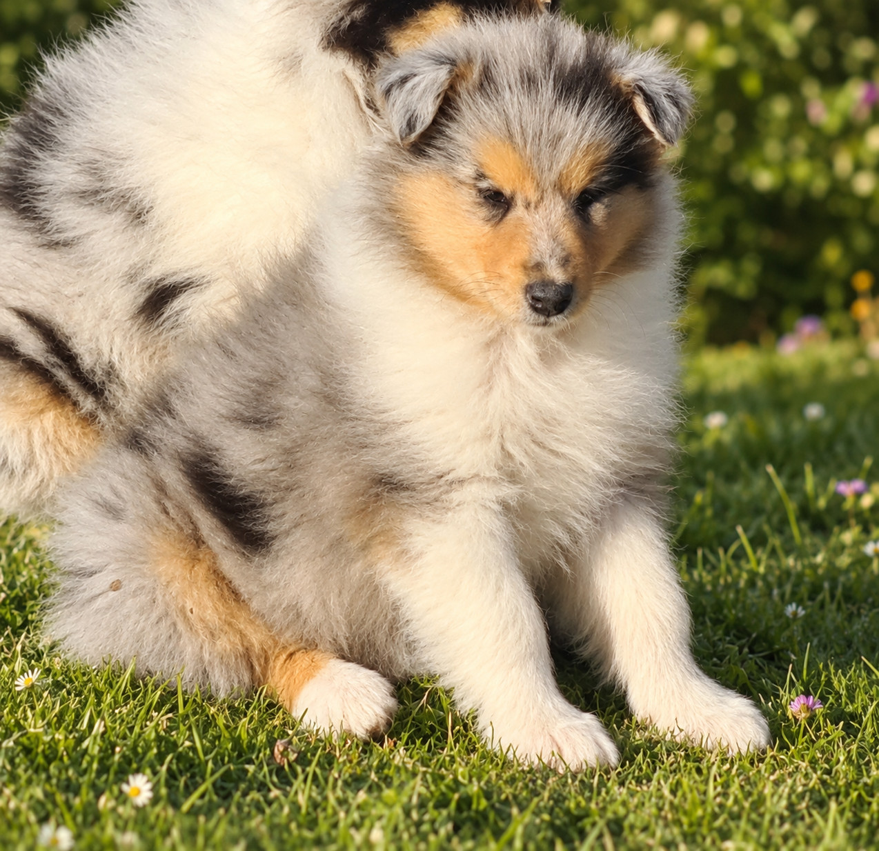 Des Amours De Lyly - Chiots disponibles - Colley à poil long
