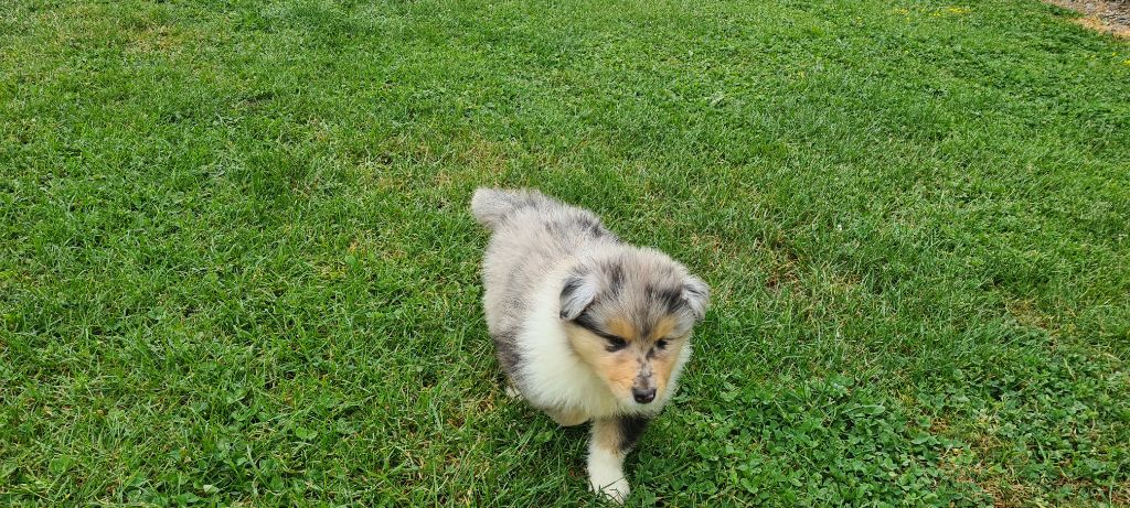 Des Amours De Lyly - Chiots disponibles - Colley à poil long