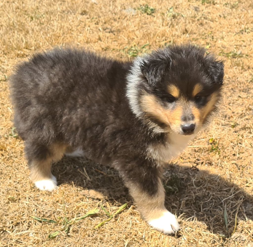Des Amours De Lyly - Chiots disponibles - Colley à poil long