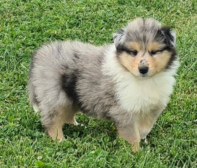 Des Amours De Lyly - Chiots disponibles - Colley à poil long