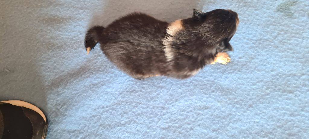 Des Amours De Lyly - Chiots disponibles - Colley à poil long