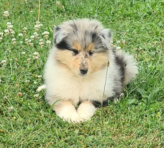 Des Amours De Lyly - Chiots disponibles - Colley à poil long