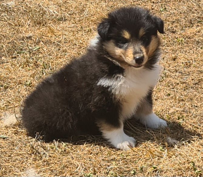 Des Amours De Lyly - Chiots disponibles - Colley à poil long