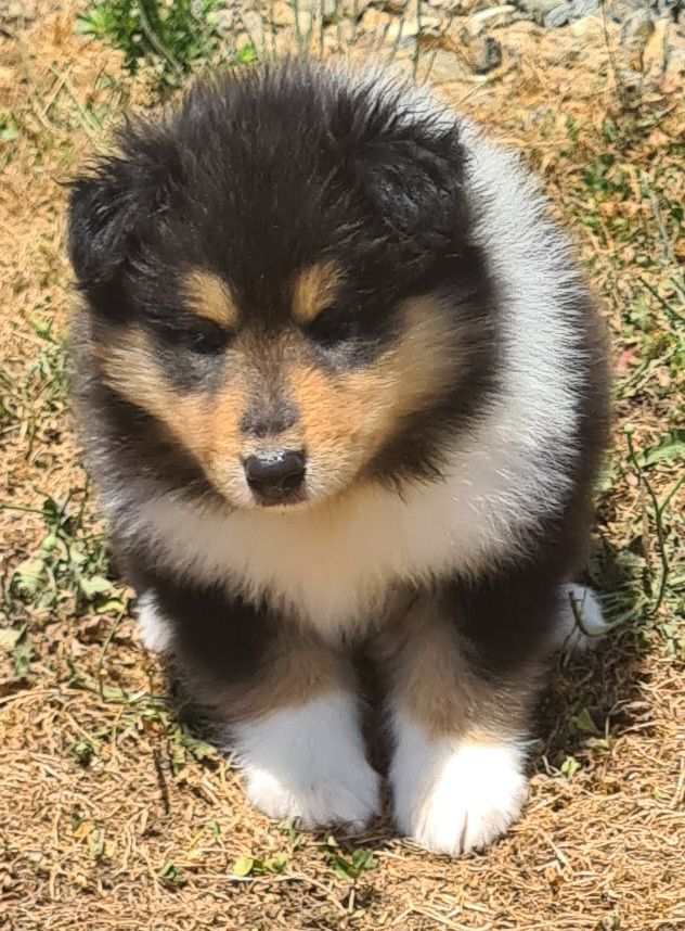 Des Amours De Lyly - Chiots disponibles - Colley à poil long