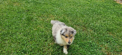 CHIOT 1