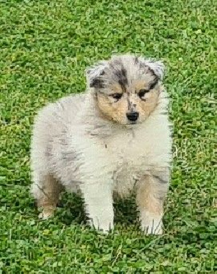 CHIOT 6