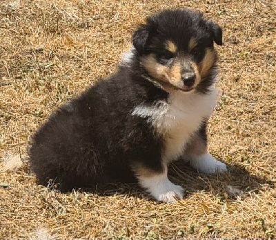 CHIOT 4