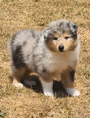 CHIOT 2