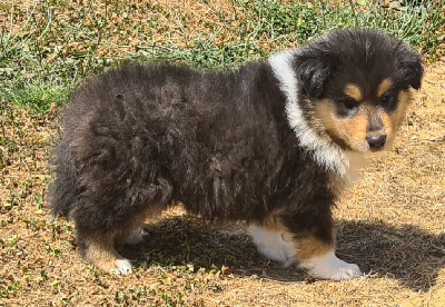 CHIOT 1