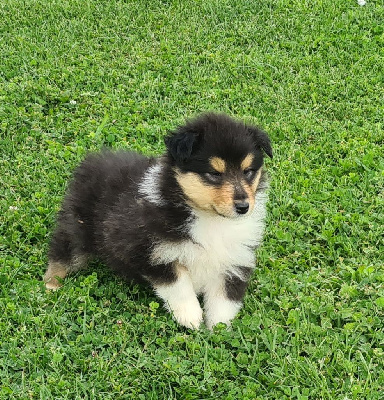 CHIOT 8