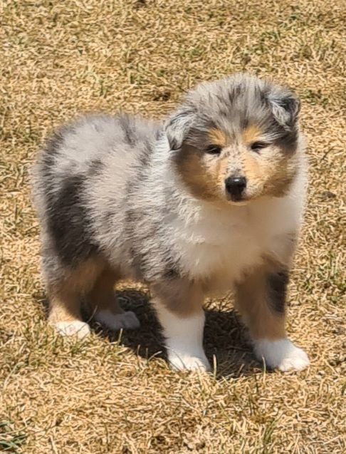 Des Amours De Lyly - Chiots disponibles - Colley à poil long
