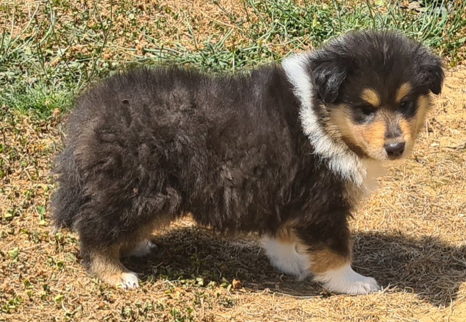 Des Amours De Lyly - Chiots disponibles - Colley à poil long