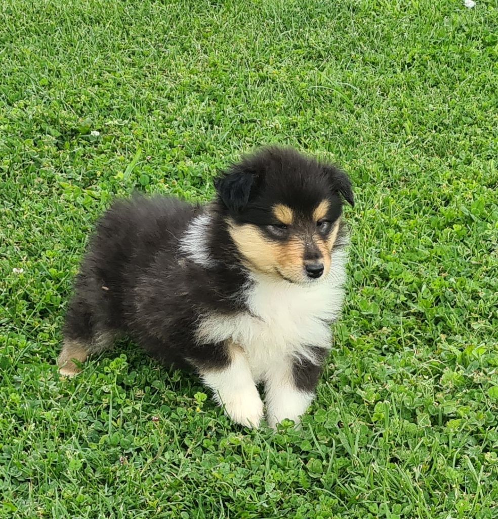 Des Amours De Lyly - Chiots disponibles - Colley à poil long