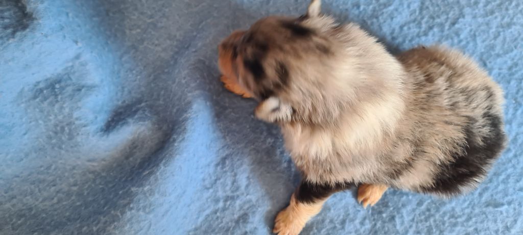 Des Amours De Lyly - Chiots disponibles - Colley à poil long
