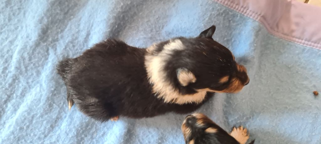 Des Amours De Lyly - Chiots disponibles - Colley à poil long
