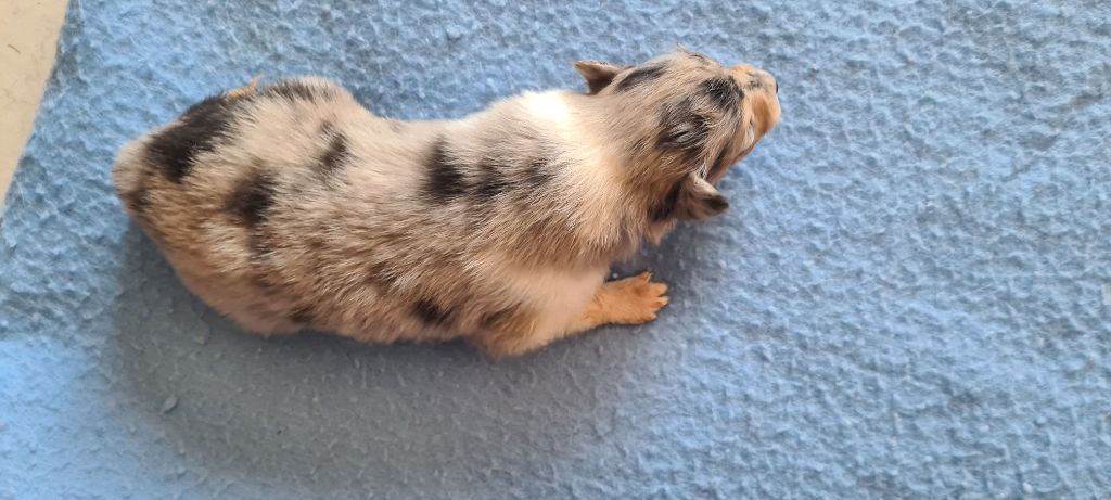 Des Amours De Lyly - Chiots disponibles - Colley à poil long