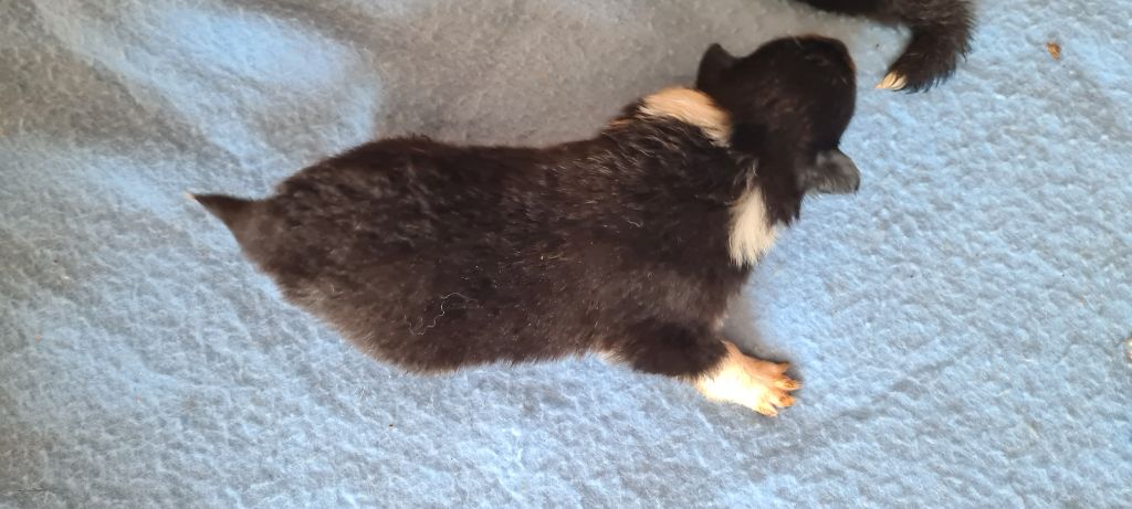 Des Amours De Lyly - Chiots disponibles - Colley à poil long